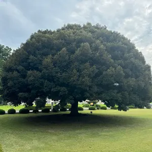 リアランサー 湾フグREALANSER WAN FUGU 180 フグ 竿 - メルカリ