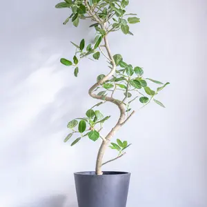 alexander de paris カチューシャ 完売品　デニム カチューシャ｜ALEXANDRE DE PARIS（アレクサンドル ドゥ パリ）