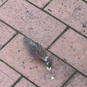 コンパスグッズ-スプリンターまとめ - メルカリ