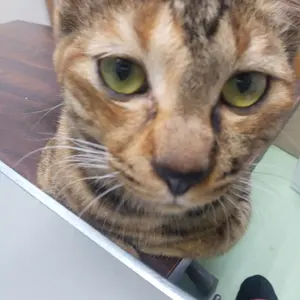 1/7③、2024年産、黒松種、静岡県産200個以上 - メルカリ