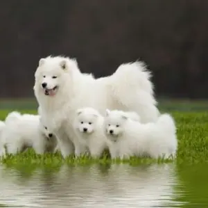 【未使用品】契約を結びし竜の戦士 3枚セット【定期購読特典品】 遊戯王 vジャンプ 定期購読 契約を結びし竜の戦士妖魔ヌリカベ