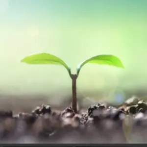 内功八段錦 気功太極拳入門 新渡戸道子 - メルカリ