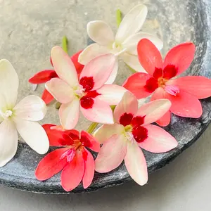 杉本博司 歴史の歴史 エルメス 図録 本 | 非売品 チラシ 展示会
