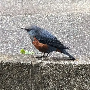 イソヒヨドリ