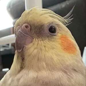 エアグルーヴ 武豊サイン カード 第2R 第57回オークス 未開封 - メルカリ