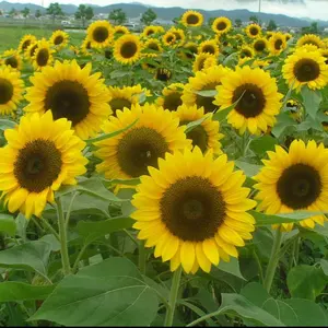 Boss様確認用♡イニシャルオブジェ Boss様確認用♡イニシャルオブジェ - メルカリ