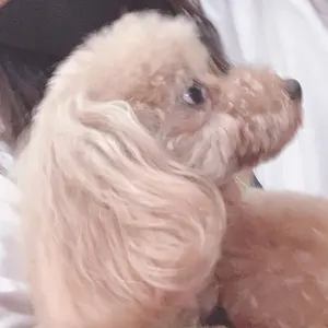 新品・未開封】メラルーカ セイベラ ホワイトニングジェル 50g×2