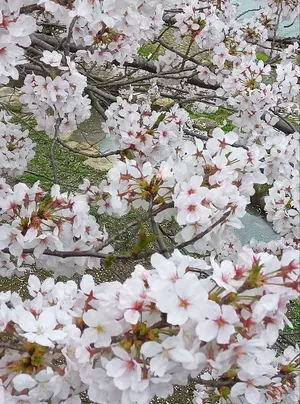 プレシャスメモリーズ 俺ガイル 雪ノ下雪乃 金サインカード - メルカリ