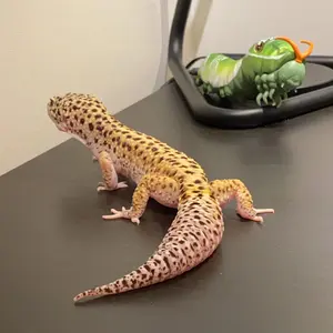 パンナコッタ・フーゴ様専用 Needles モヘアジップカーディガン S