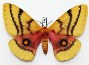 欧州のピンクスズメガ ペア 標本 昆虫 蛾 - メルカリ