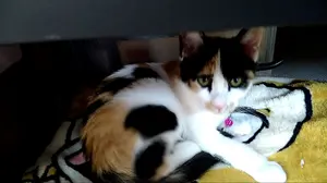 Sony Xperia 10 II ミント \"ミケマル プロフ必読 さん専用\" Sony Xperia 10 II ミント 