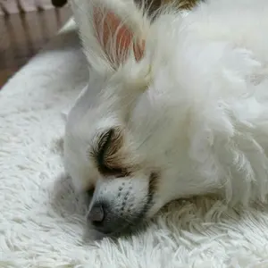 「専用」♪ジェッター♪オレンジディスク仕様♪)12Ah♪８速♪電動アシスト 専用」♪ジェッター♪オレンジディスク仕様♪)12Ah♪8速♪電動