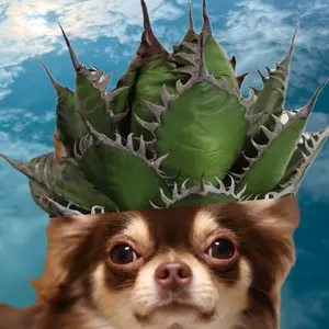 mare_agave