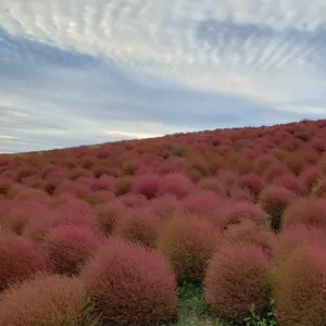 Spick&Span Deveauxオーバルドットワンピース - メルカリ