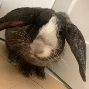 新品 ガーグル ウサギ リング 垂れ耳うさぎ ロップイヤー ラビット