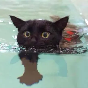 新品】BRUNT トライポッド 三脚 チェーン付き タンカラー - メルカリ