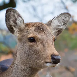【3連休お値下げ中】【レア品】ミャクミャク 備前焼湯呑み 3連休お値下げ中】【レア品】ミャクミャク 備前焼湯呑み - メルカリ