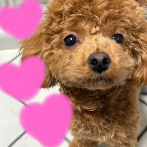 ニュートロ シュプレモ 子犬用 7個 - メルカリ