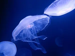AOAOH DA1 フルデジタルアンプ - メルカリ