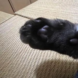 CAREERING BI301W2 ピアス 川村壱馬 吉野北人 - メルカリ