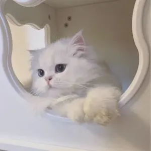 TREASURE トレカ バラ売り m91531654466_1.jpg?1697344628