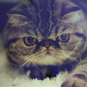 猫ならエキショー25