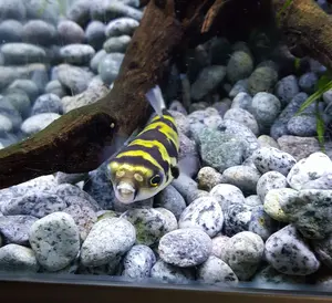 スプリンクラーヘッド Kシリーズ保護キャップ25個 - メルカリ