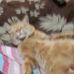 鷲見千穂