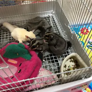 ナイトメア　バングル ラバーバンド nightmare 柩 NIGHTMARE、各メンバーセレクトの20周年ベストAL発売。収録曲も