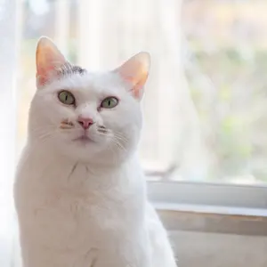 dansco ダンスコ Brenna(カラー/Tan サイズ/42) - メルカリ