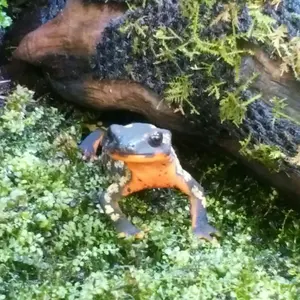 MTG Commander Collection: Green 開封済 欠品有 - メルカリ