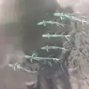 台北