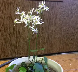 Salvia Divinorum 苗 サルビア ディビノラム 熱帯植物 - メルカリ