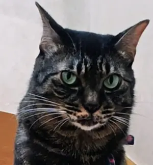 ツバサ　モチーフステンドチャーム ツバサ オンラインくじ モチーフステンドチャーム 2種4個