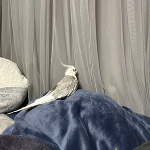 冷凍ヤワゲネズミ 約63～100g10匹 約40～55g20匹 合計30匹 - メルカリ