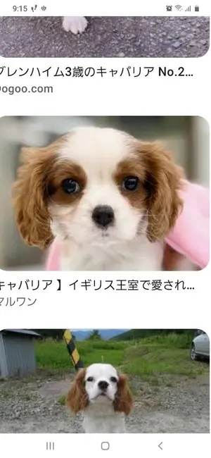 キャバリアキング