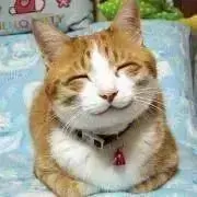 お引き取り 大阪府北摂地域 カッシーナ ダイニングテーブル