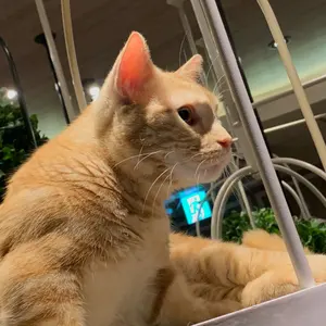 E HERO  フェザーマン　RED  シークレットレア 新]EHEROフェザーマン(赤背景)【シークレット】{QCAC-JP026