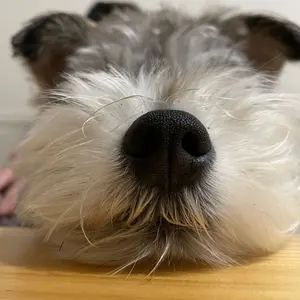おかさき