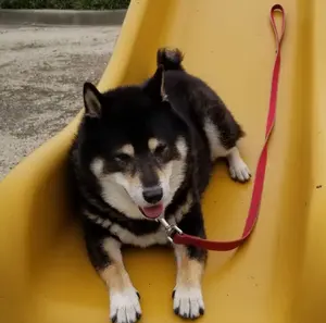 DMR-2W203 付属品➕もう1本テレビ線とHDMIケーブル付けてます。 - メルカリ