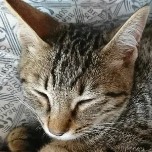 しらたま しらたまこ 等身大タペストリー つらら - メルカリ
