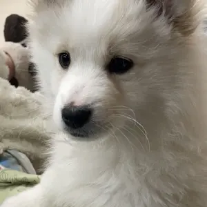 フワ(プロフお願い/発送4-7日間)