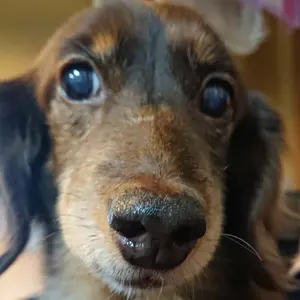 値下げします❗️ Mizuno DWV71 ネイビー発熱ベスト - メルカリ