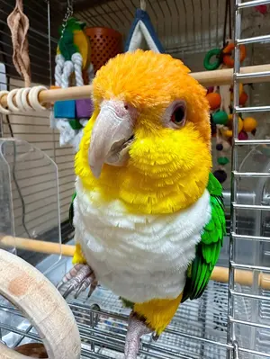 アブデルクリ接ぎ(モンスト、綴化) - メルカリ