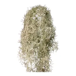 「Judy」 バラ苗　つるバラ　レア HanXia♡ Rose Judy様専用」 バラ苗 つるバラ レア HanXia♡ Rose