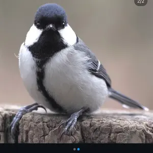 SACRA オーバーサイズ畔カーディガン BLACK size38 - メルカリ