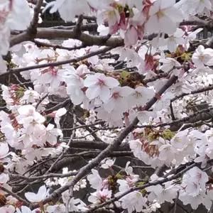 薄桜鬼 新選組炎舞録〈2枚組〉生写真付き - メルカリ