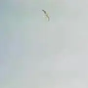 柳宗理 鳩笛 ハト 民藝 高亀 郷土玩具 工芸 古道具 ビンテージ