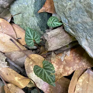 パキポディウム グラキリス 実生 7年 再出品 値下げ依頼可能 - メルカリ