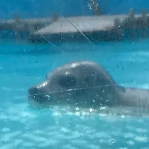 職人89君さんのALLOYシザー 6インチ 【お値下げしました】 - メルカリ